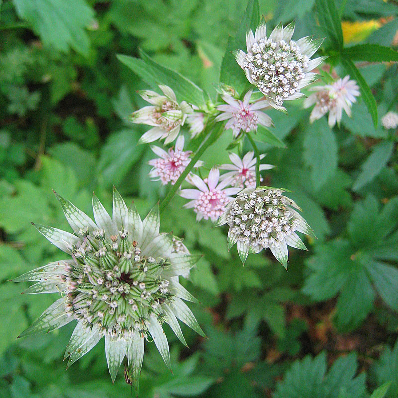 Astrance major à la Thomasia, jardin de Pont de Nant en Suisse. Charteuse de Basseville, 2016.