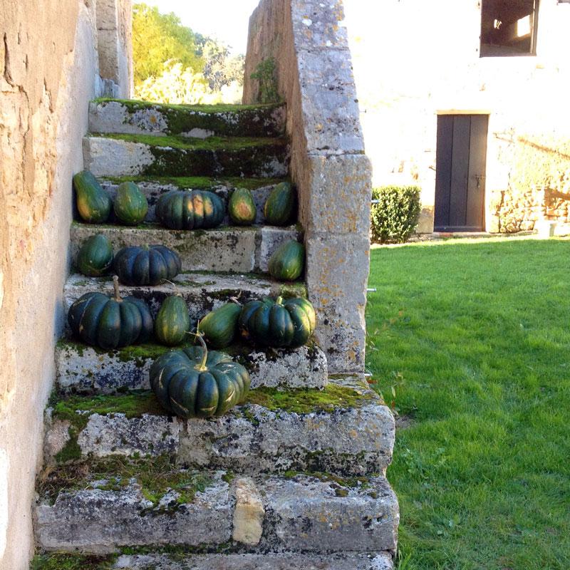 Sucrine du Berry, Courge muscade à la Chartreuse de Basseville, automne 2016.