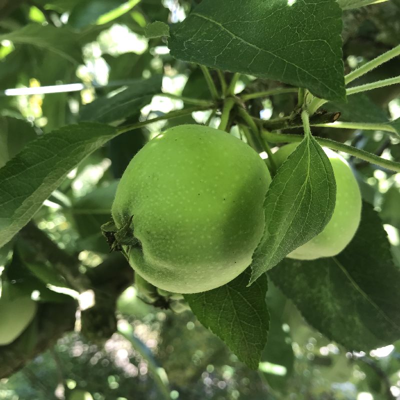 Pommier palissé dans le jardin des cinq sens à Yvoire, juillet 2018. Chartreuse de Basseville.