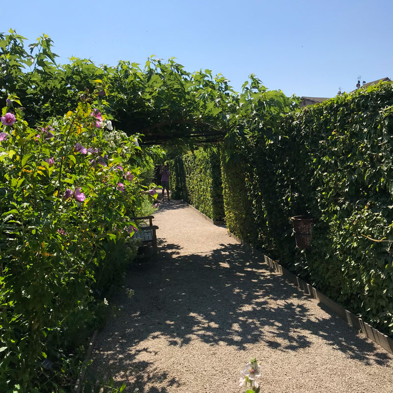 Haies de charmilles et rosier dans le jardin des cinq sens à Yvoire, juillet 2018. Chartreuse de Basseville.