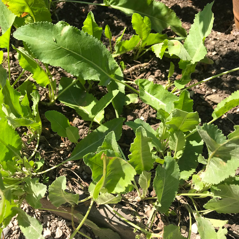 Menthe coq du jardin des cinq sens à Yvoire.