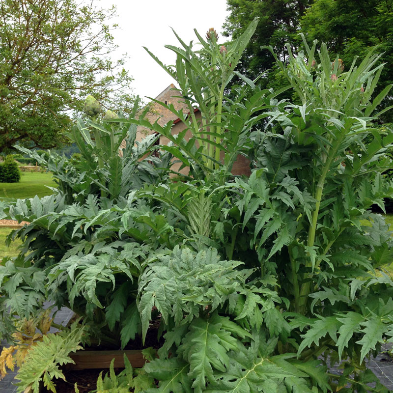 Artichauts, Rendez-vous aux jardins à la Chartreuse de Basseville, juin 2016.