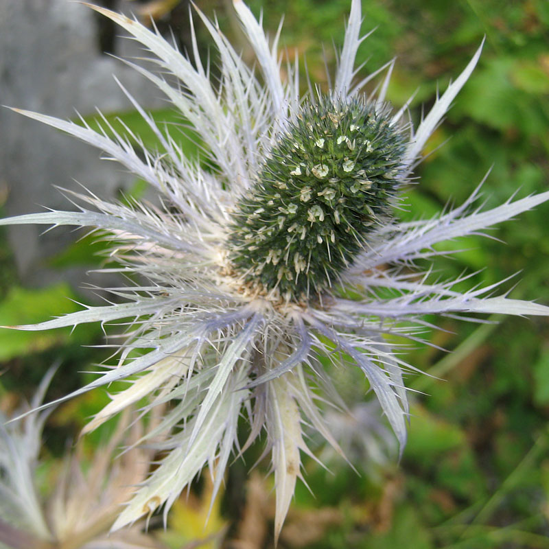 Eryngium Alpinum (Panicaut des Alpes) à la Thomasia, jardin de Pont de Nant en Suisse. Charteuse de Basseville, 2016.