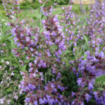 Salvia officinalis en fleur à la Chartreuse de Basseville dans la Nièvre. Juin 2017.