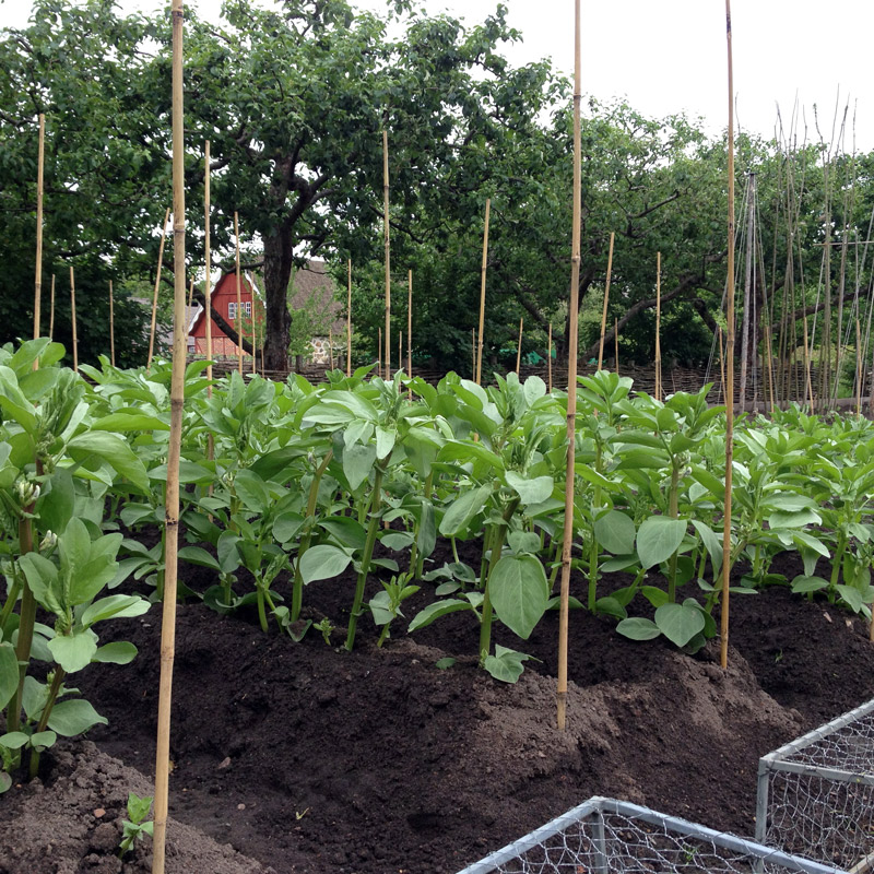 Le potager de Fredriksdal à Helsingborg en Suède. Chartreuse de Basseville.