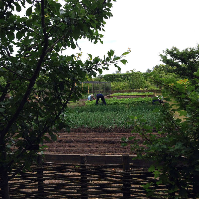 Le potager de Fredriksdal à Helsingborg en Suède. Chartreuse de Basseville.