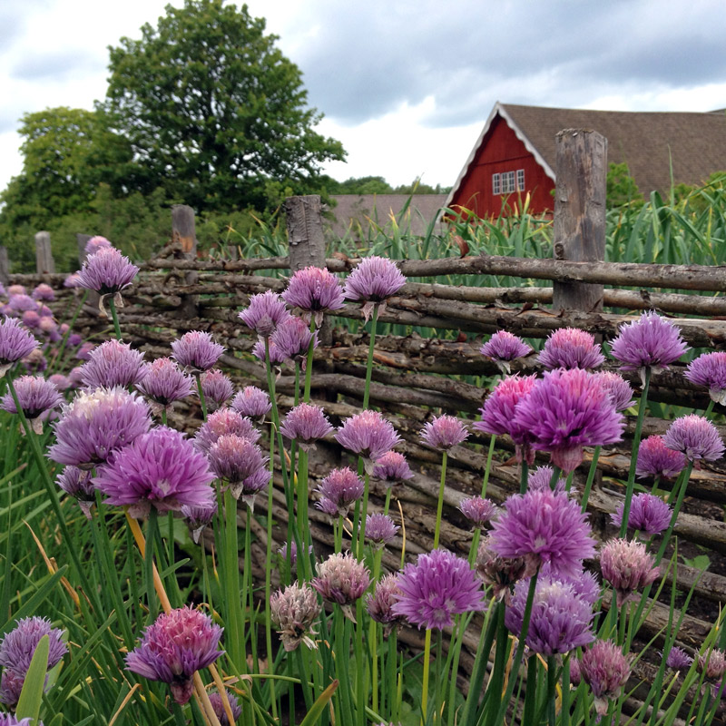 La ciboulette dans le potager de Fredriksdal à Helsingborg en Suède. Chartreuse de Basseville.
