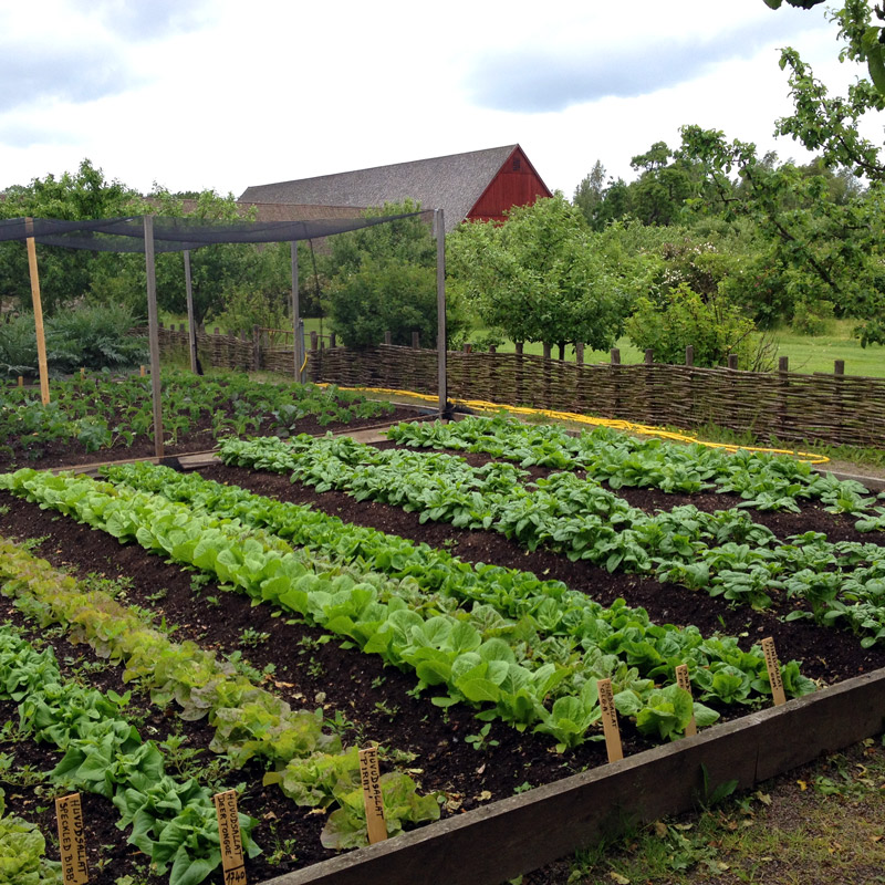 Les salades du potager de Fredriksdal à Helsingborg en Suède. Chartreuse de Basseville.