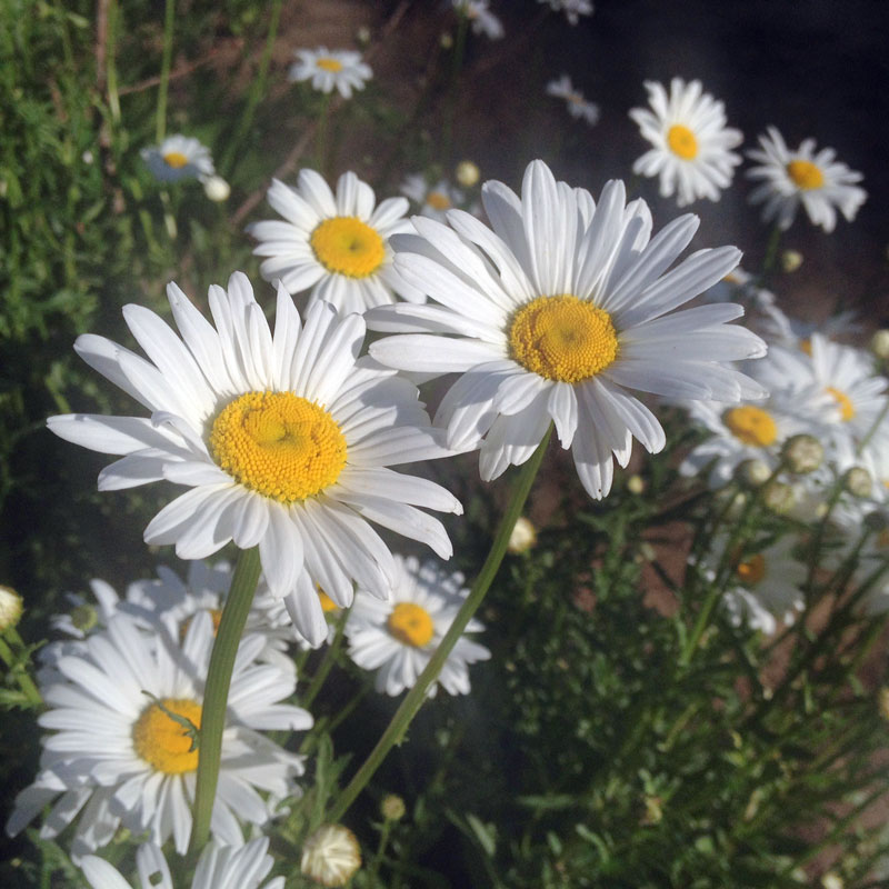 Grande marguerite des champs à la Chartreuse de Basseville dans la Nièvre
