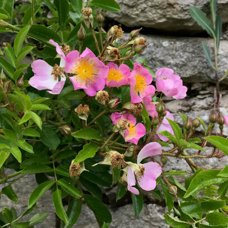 Rosier Constance Spry appuyé sur le mur de la porcherie