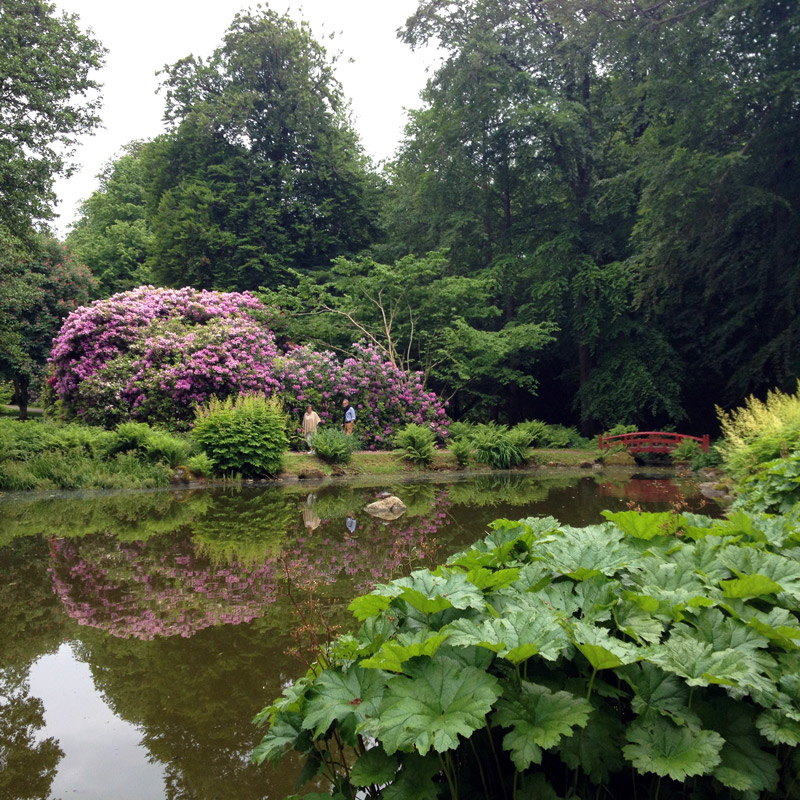 Rhododendrons et gunnera dans le parc du château de Gyllenstierna, à Krapperup, Suède. Chartreuse de Basseville.