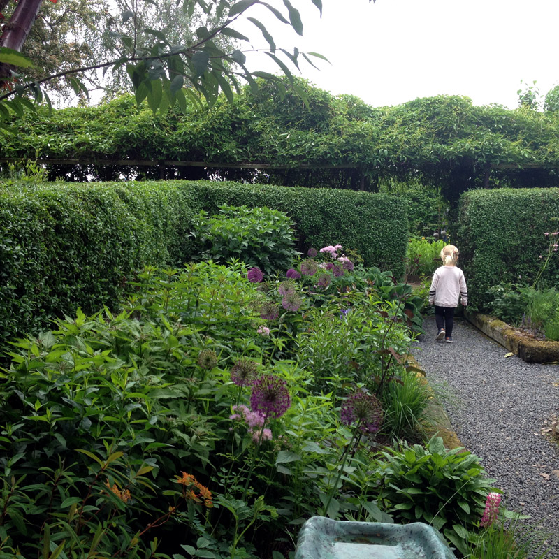 Dans le jardin de Lottie Hermansson au sud de la ville d'Ängelholm en Suède. Chartreuse de Basseville.