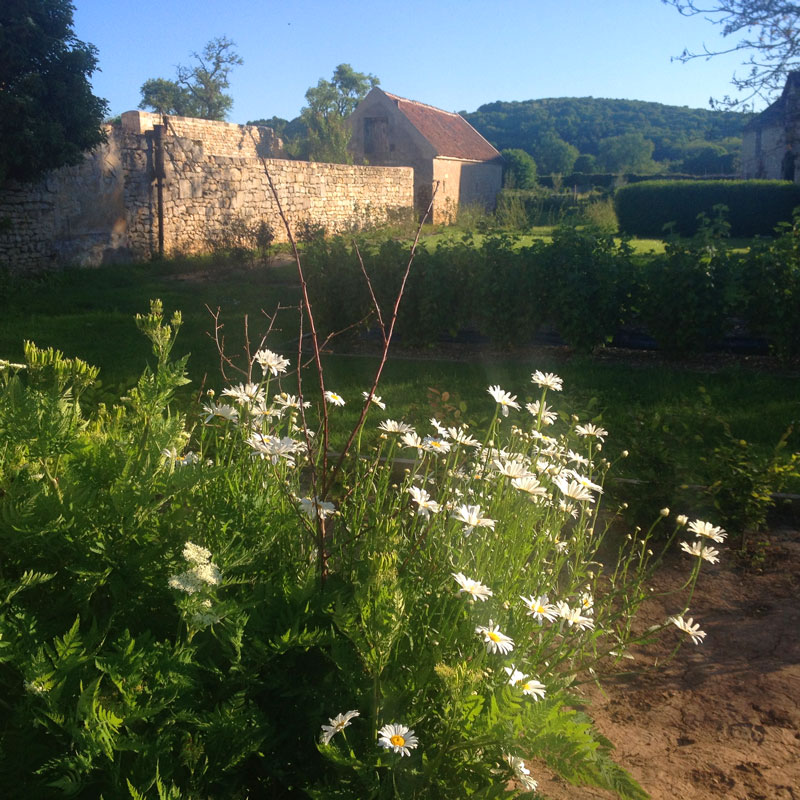 Vue de la Chartreuse de Basseville, les marguerites, mai 2017