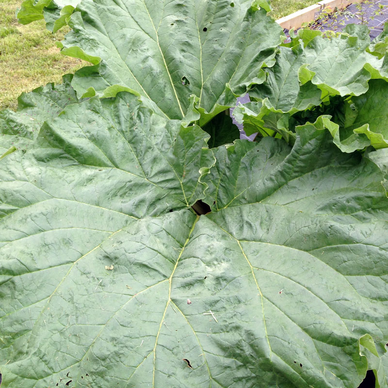 Rhubarbe, Rendez-vous aux jardins à la Chartreuse de Basseville, juin 2016.