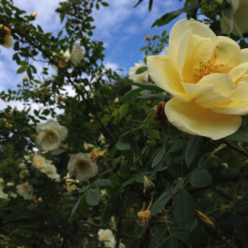 Une rose jaune dans la roseraie du parc de Fredriksdal, Helsingborg en Suède. Chartreuse de Basseville.
