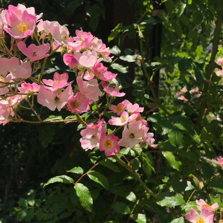 Gros plan sur le rosier Ballerina rosa x moschata