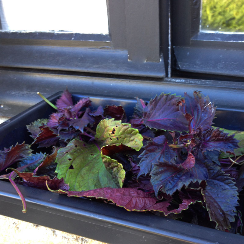 Feuilles de shiso (Perilla frutescens) à la Chartreuse de Basseville, Pousseaux. Août 2016