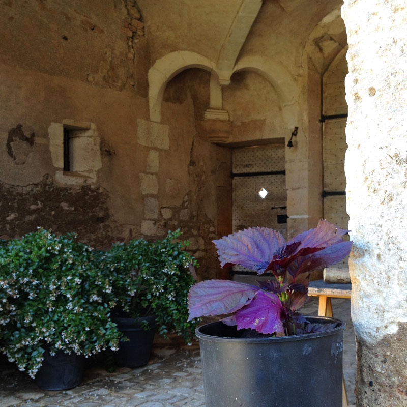 Shiso (Perilla frutescens) à la Chartreuse de Basseville, Pousseaux. Août 2016