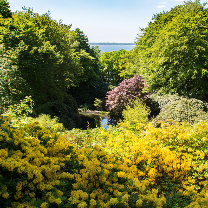 Les rhododendrons dans le parc de Sofiero en Suède. Au loin la côte du Danemark. Chartreuse de Basseville.